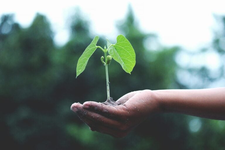 Hand holding a seedling.